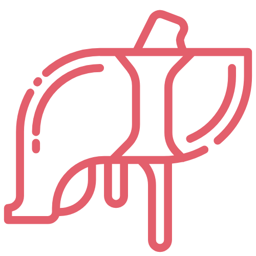 A graphic icon of a liver